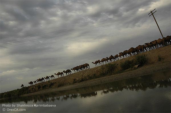 The Aral Sea ecocatastrophe
