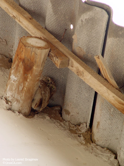 An owl under the roof