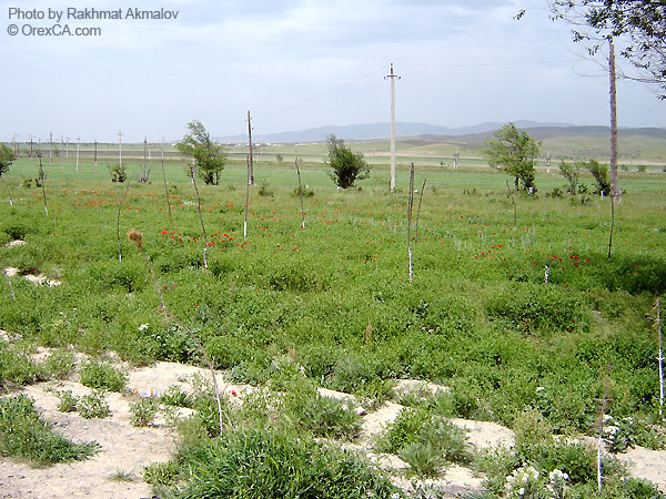 A way to Samarkand