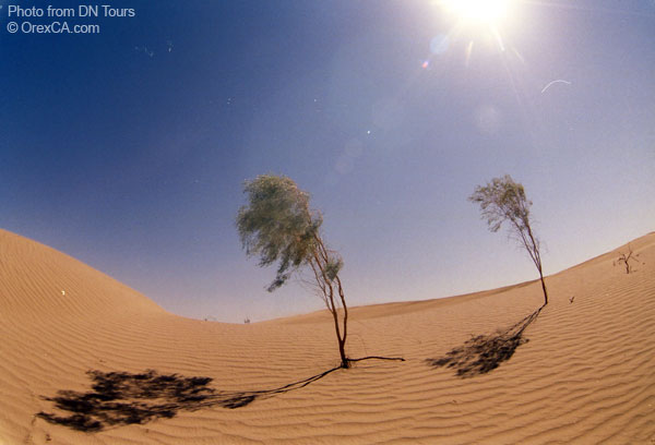 Desert