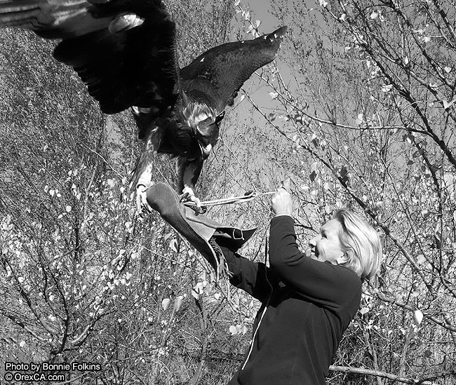 Eagle hunting 