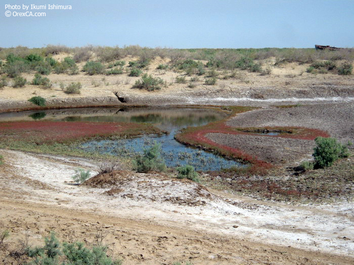The Aral Sea ecocatastrophe
