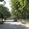 Bamboo