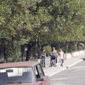 Batumi magnolias