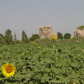 Ruins of Beruni�s house