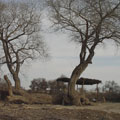 Turanga trees