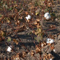 Cotton fields