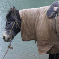 A weared donkey