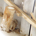 An owl under the roof
