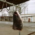 Fishcafe in Kipchak