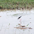 Sandpiper