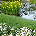 Japanese Garden
