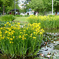 Japanese Garden
