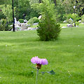 Japanese Garden
