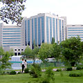 Japanese Garden