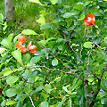 Japanese Garden