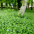 Japanese Garden