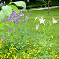 Japanese Garden