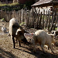 The Ushguli villages