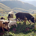 The Country of Georgia