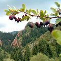 Djeti-Oguz gorge