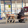 Samarkand people