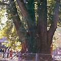 Old tree in Powrize