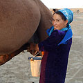 Milking camel