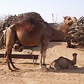 Camels