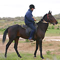 Horse trip