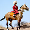 Turkmenistan horses