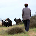 Shepherd