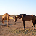 Contact