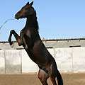 Turkmenistan horses