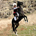 Turkmenistan horses