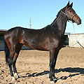 Turkmenistan horses