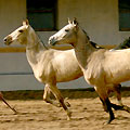 Turkmenistan horses