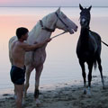 Turkmen horses