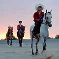 Turkmenistan horses