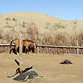 Turkmenistan horses
