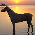 Turkmen horses