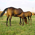 Turkmen horses