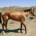 Turkmenistan horses
