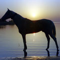 Turkmen horses