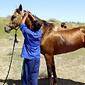 Turkmenistan horses