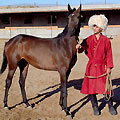 Turkmenistan horses