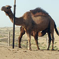 Camel