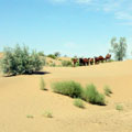 Turkmenistan desert