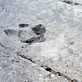 Footprints of dinozaurs
