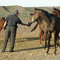 Horse complex